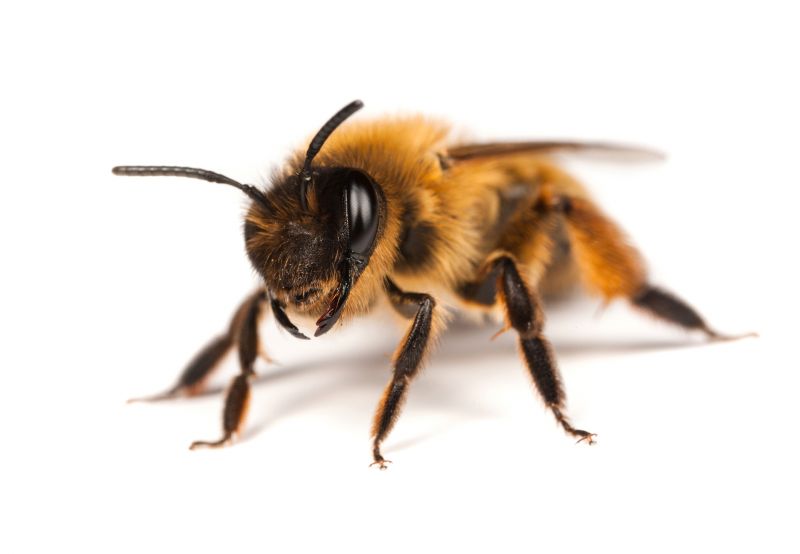 Bee Pest Control Service