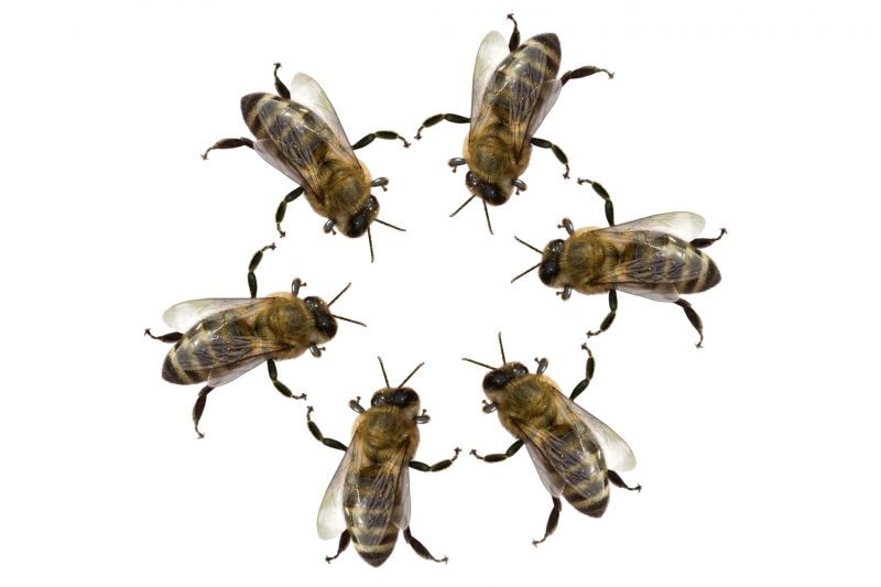 Bee Pest Control Service detail