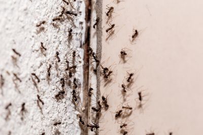 Black Ant Extermination detail