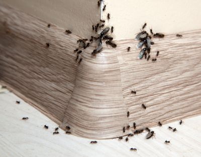 Black Ant Extermination detail
