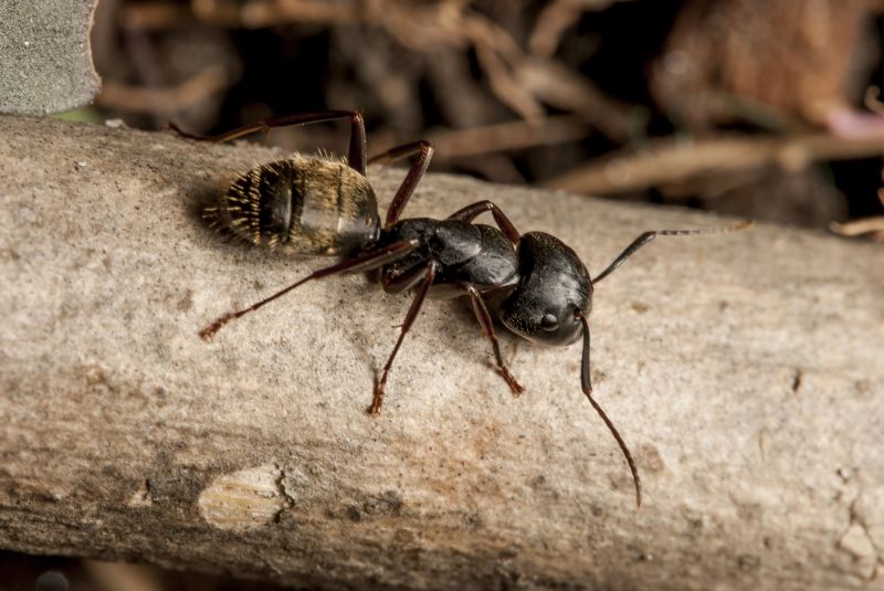 Black Ant Extermination detail