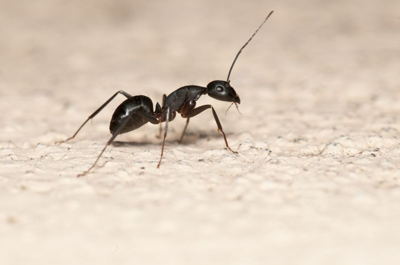 Black Ant Extermination detail
