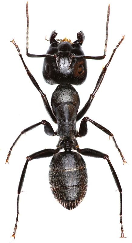 Carpenter Ant Extermination detail