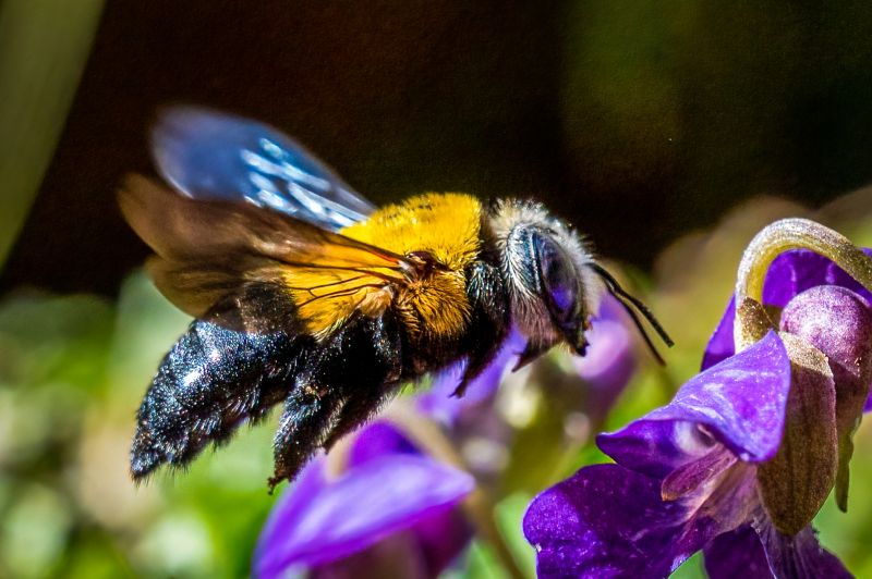 Carpenter Bee Removal Service detail