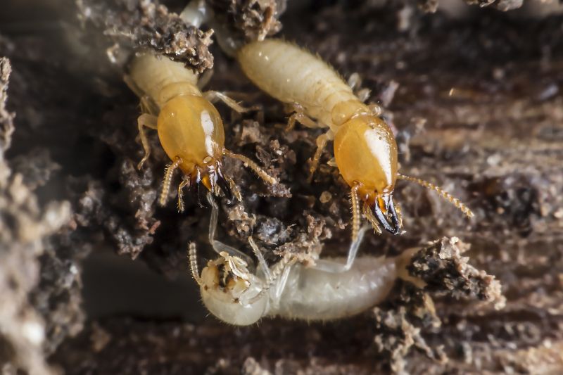 Commercial Termite Removal detail