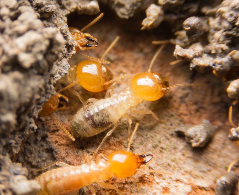 Commercial Termite Removal detail