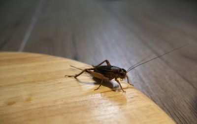 Cricket Removal Service detail