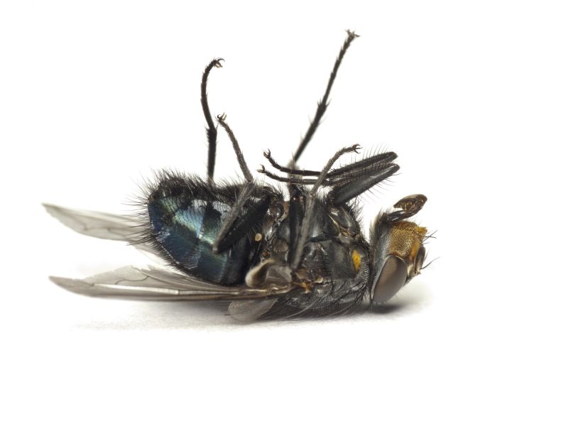 Fly Control Service detail