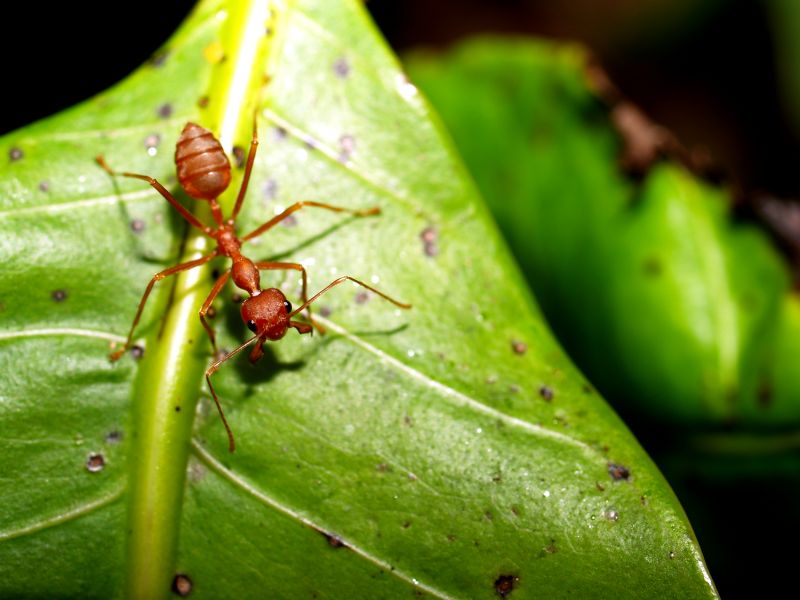 Red Ant Extermination detail