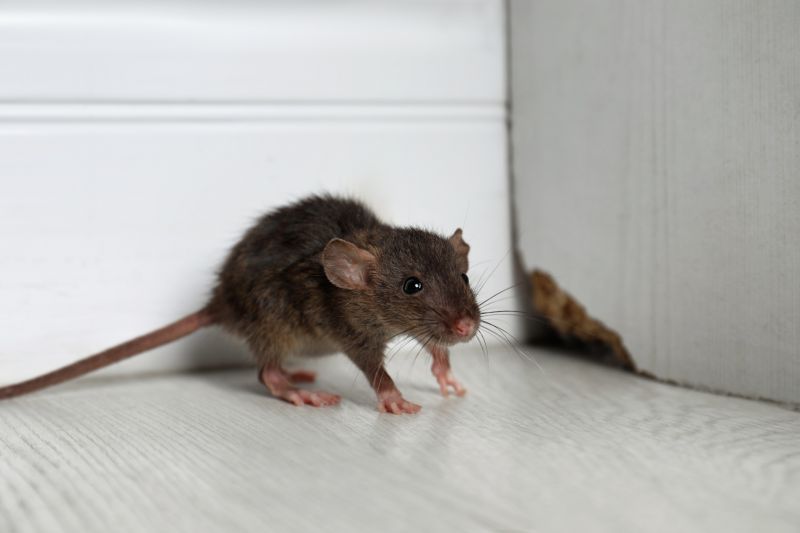 Rodent Control Service detail