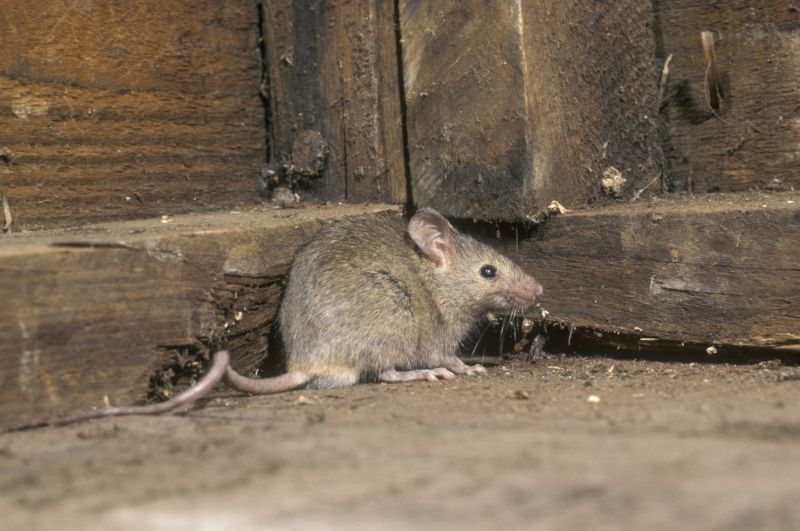 Rodent Extermination Service detail