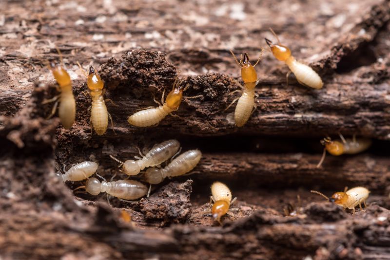 Termites Extermination detail