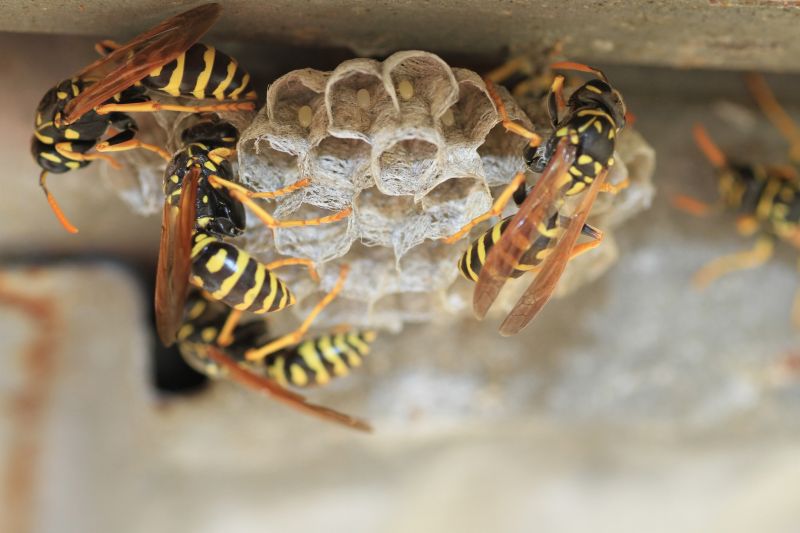 Wasp Extermination Service detail