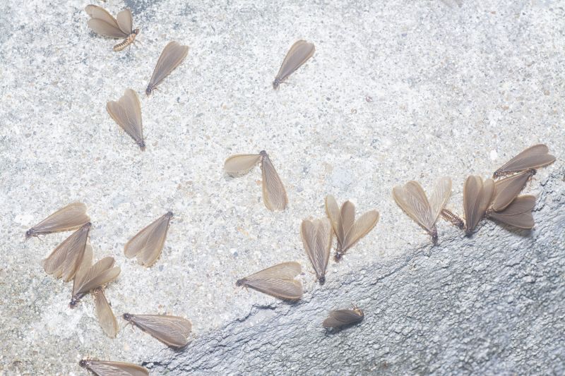Winged Termite Extermination detail