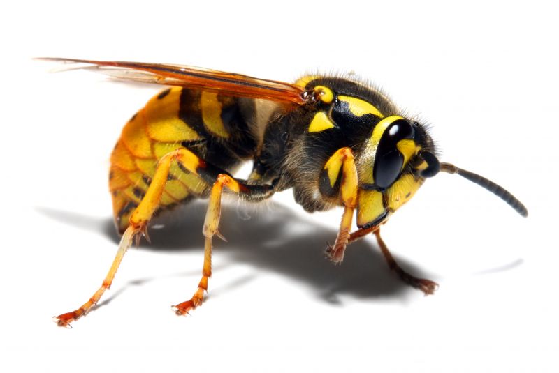 Yellowjacket Extermination detail