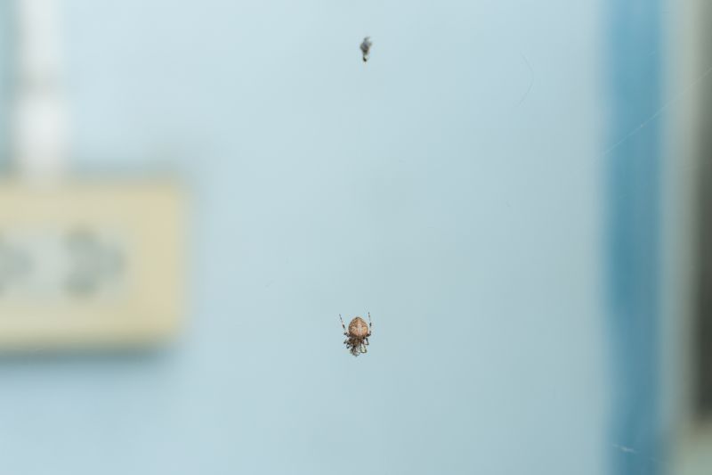 Avoid diseases and allergens carried by pest