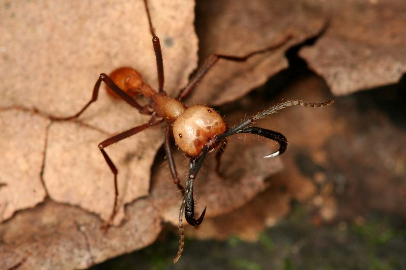 Ensure your home is pest-free, especially when buying or selling