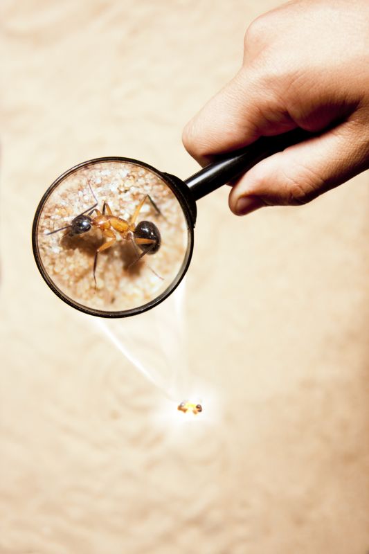 Pest Inspection - Pest Inspection Memphis, Tennessee